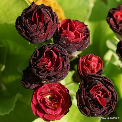Primula auricula 'Robinette' - Kõrvikpriimula 'Robinette' P9/0,55L